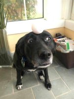 Dog with Egg on Head
